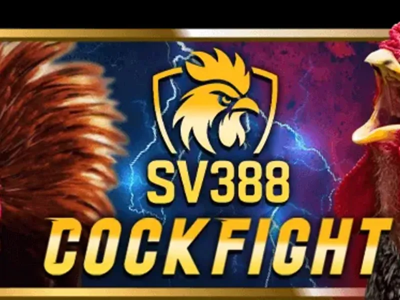 Đá Gà Trực Tiếp KU11 chân thực